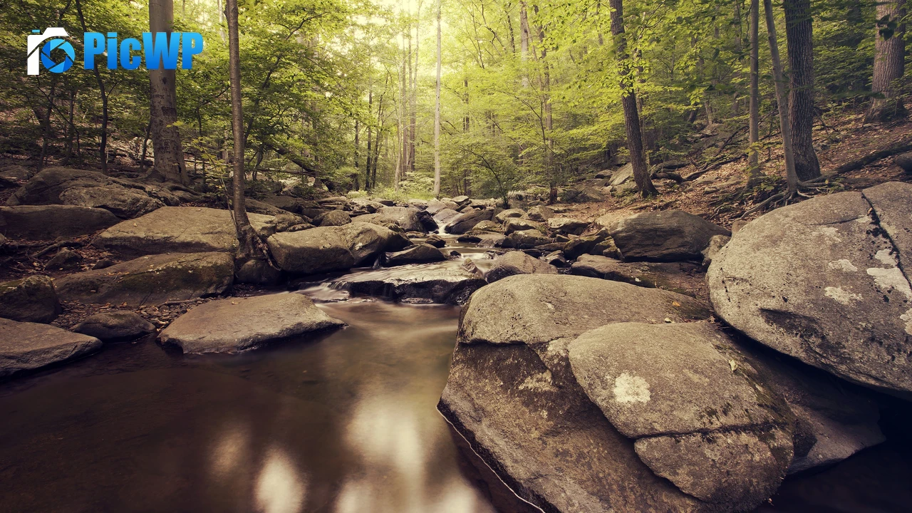 Inside Forest Green Trees 4K PC Wallpaper