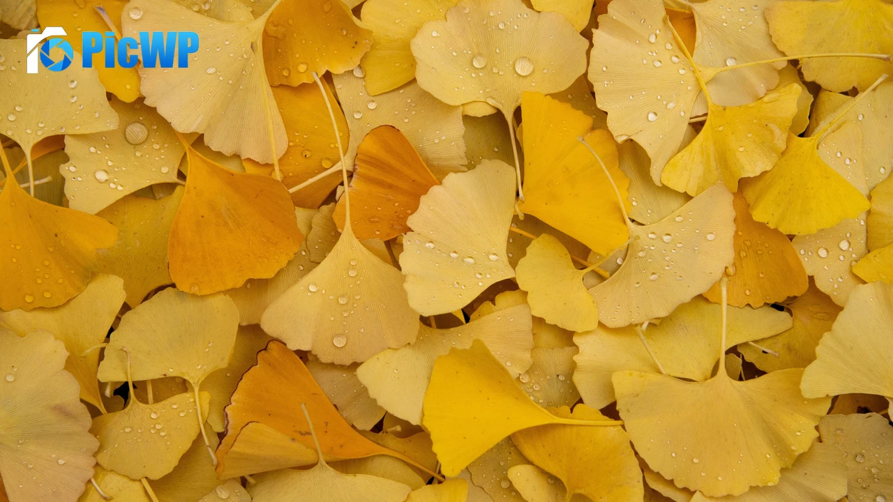 Ginkgo Leaves Yellow leaves 4K PC Wallpaper