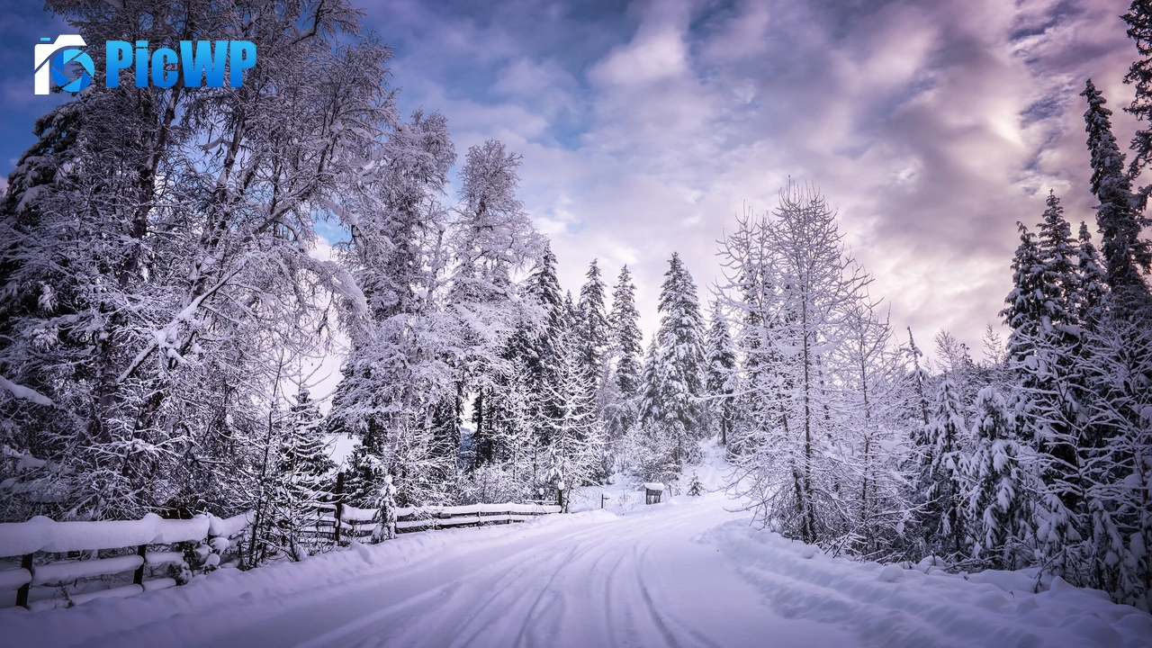 Snowy Trees Winter Road 4K PC Wallpaper