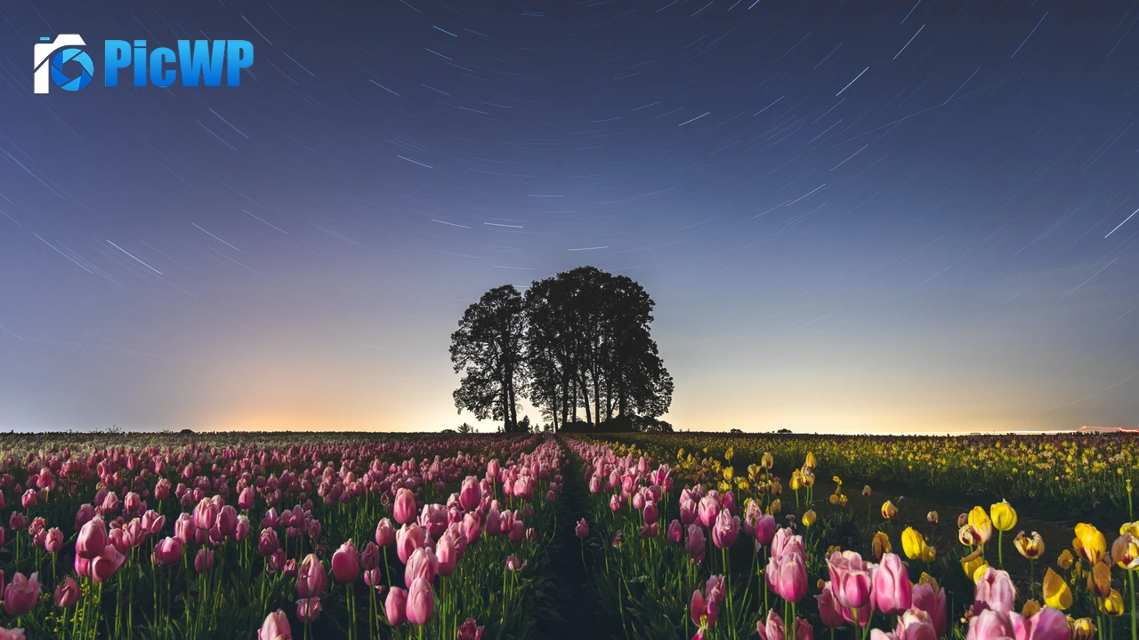Tulip Field Star Trails 4K PC Wallpaper