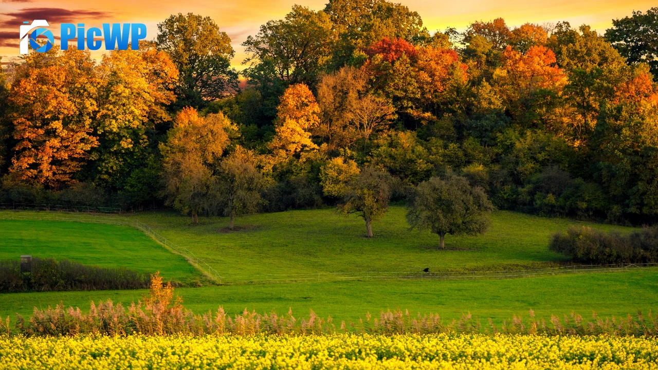 Autumn trees Sunset 4K PC Wallpaper