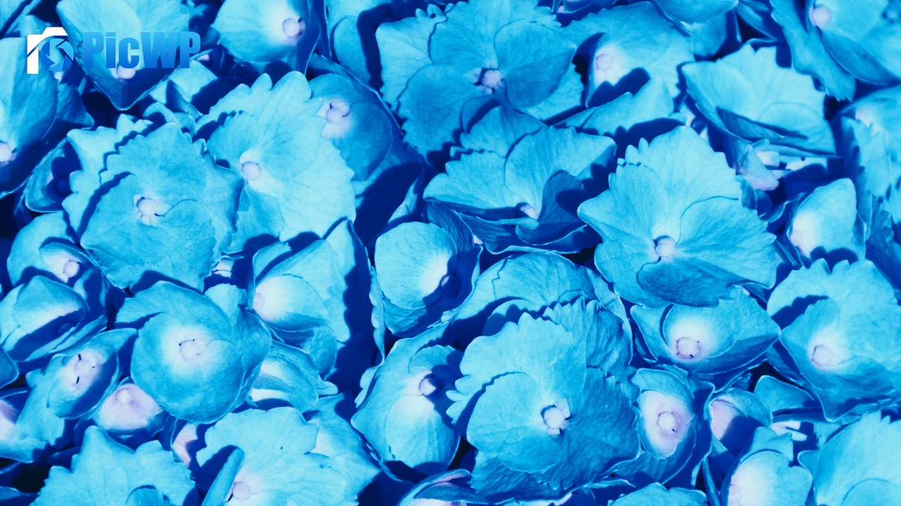Hydrangea Flowers 4K PC Wallpaper