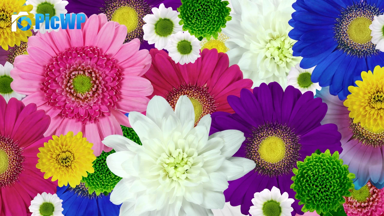 Colorful flowers Daisies 4K PC Wallpaper