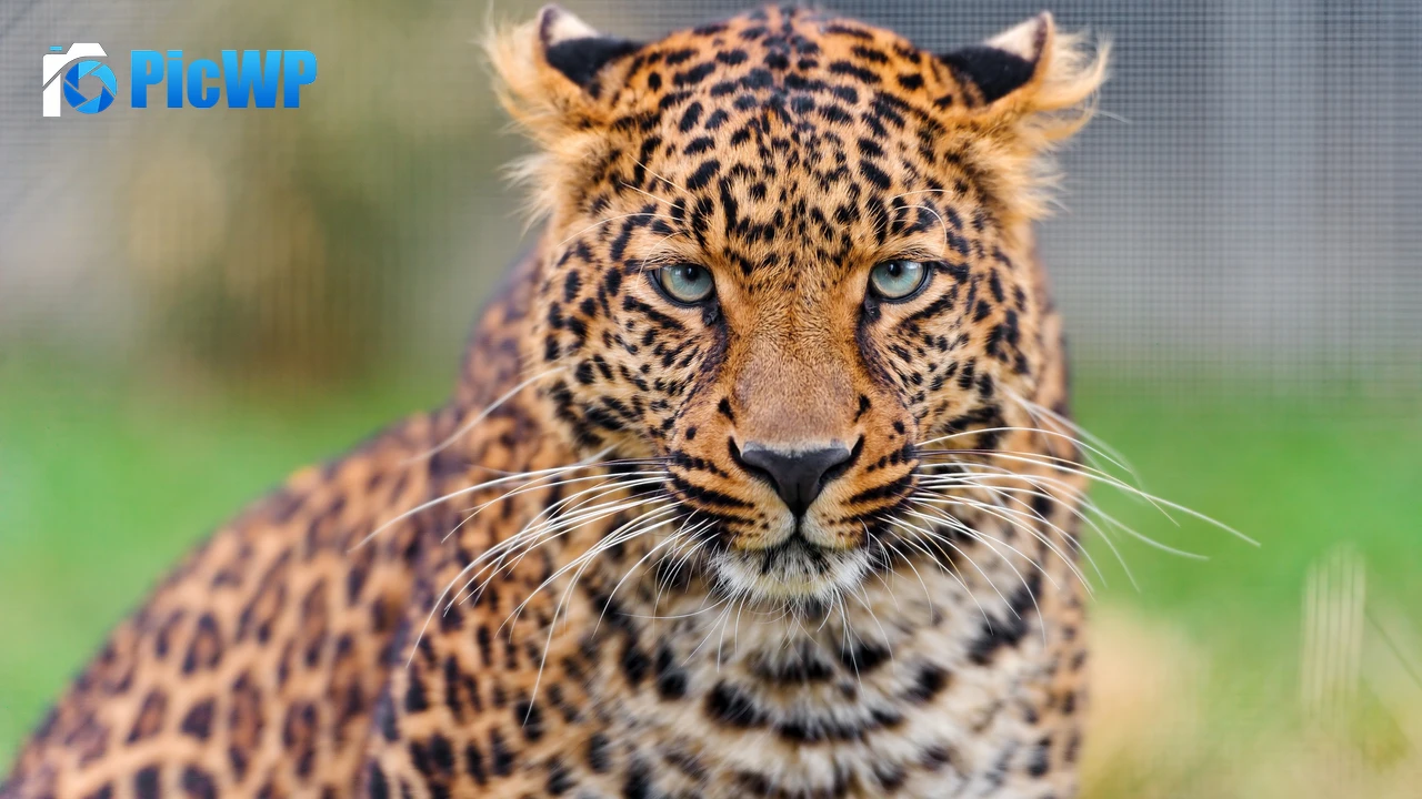 Leopard Closeup 4K PC Wallpaper