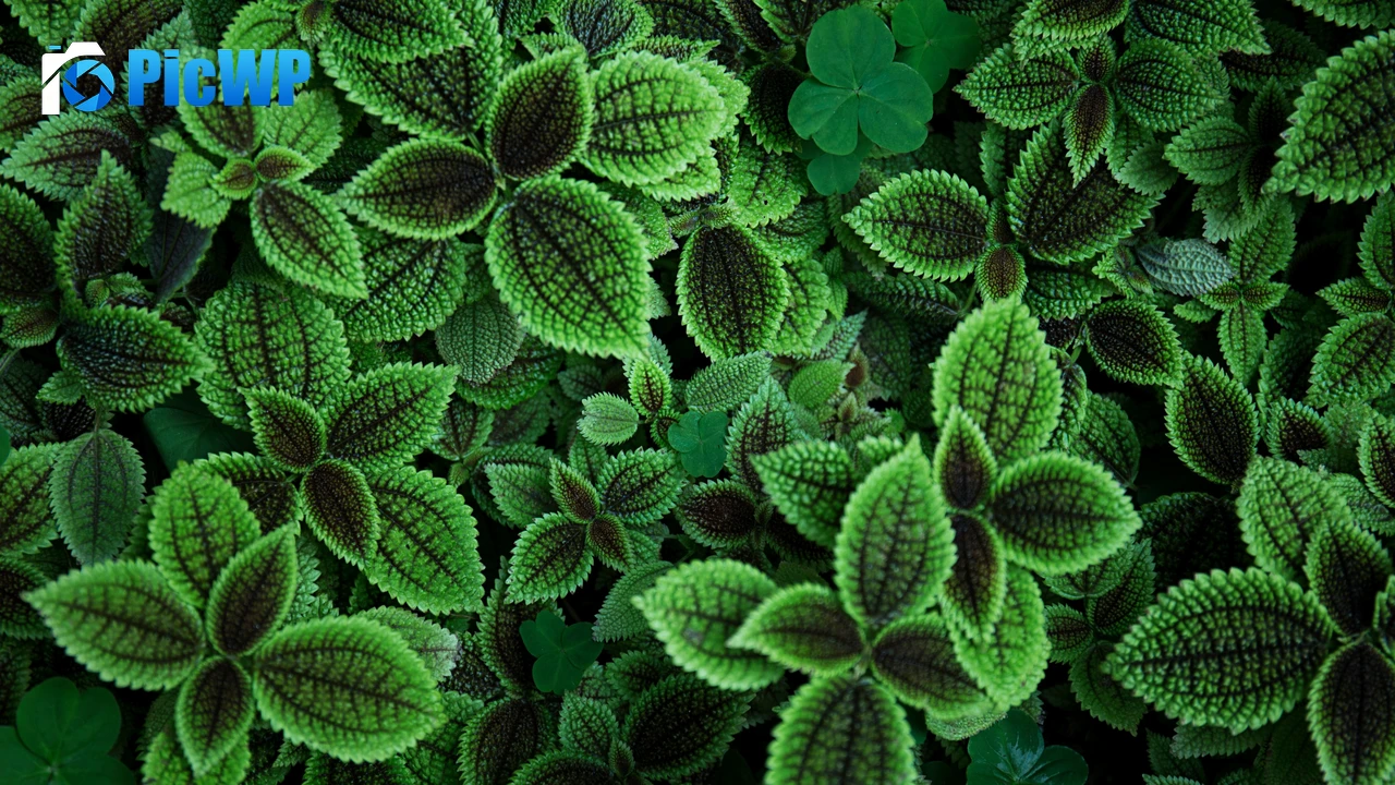 Green leaves Aesthetic 4K PC Wallpaper
