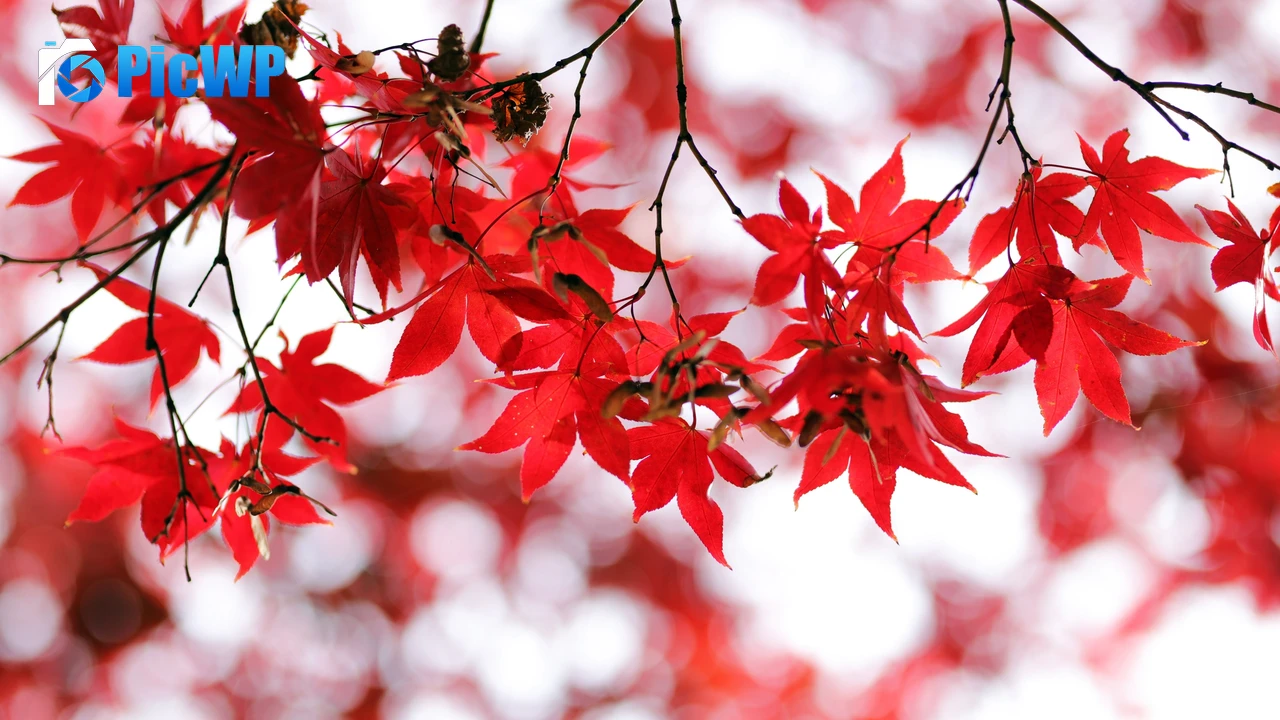 Red leaves Bokeh 4K PC Wallpaper