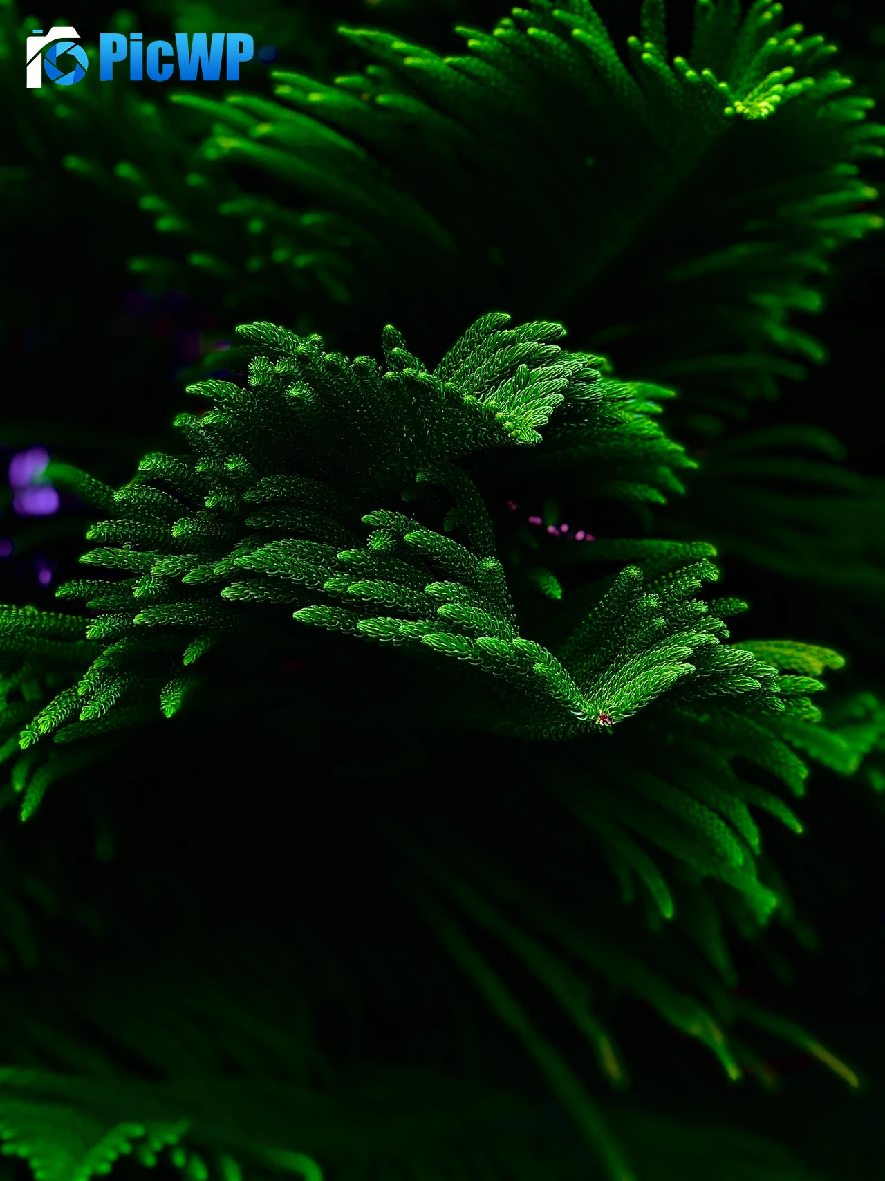 Green plant Closeup 5K Mobile Wallpaper