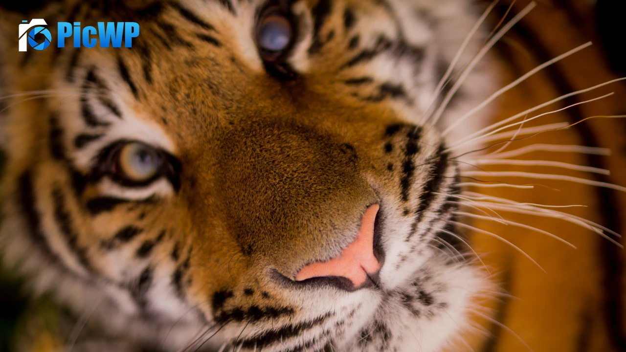 Close up of a Tiger's face 4K PC Wallpaper