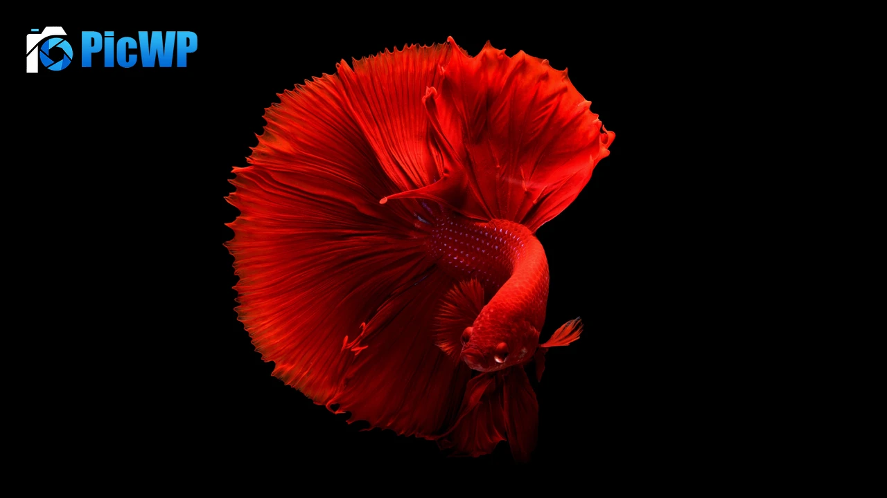 Red fish Underwater 4K PC Wallpaper