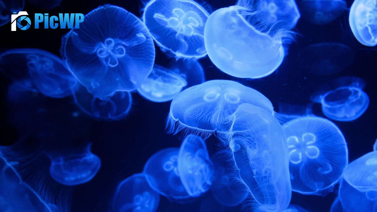 Blue Jellyfish Aquarium 4K PC Wallpaper