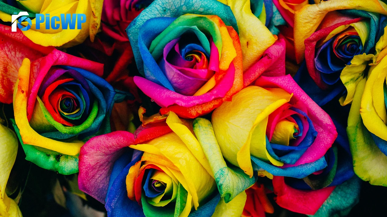 Multicolor Roses Colorful 4K PC Wallpaper