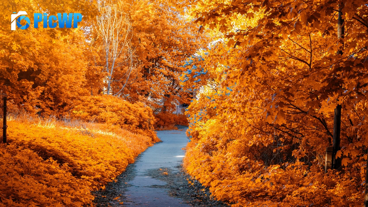 Maple trees Fall 4K PC Wallpaper