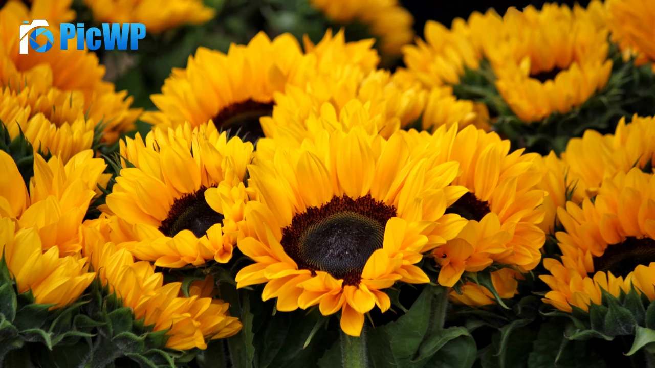 Spring Sunflowers 4K PC Wallpaper
