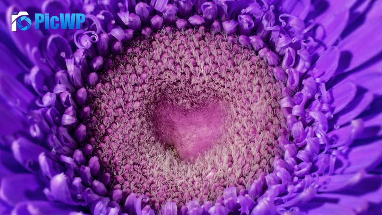 Gerbera flower Violet flowers 4K PC Wallpaper