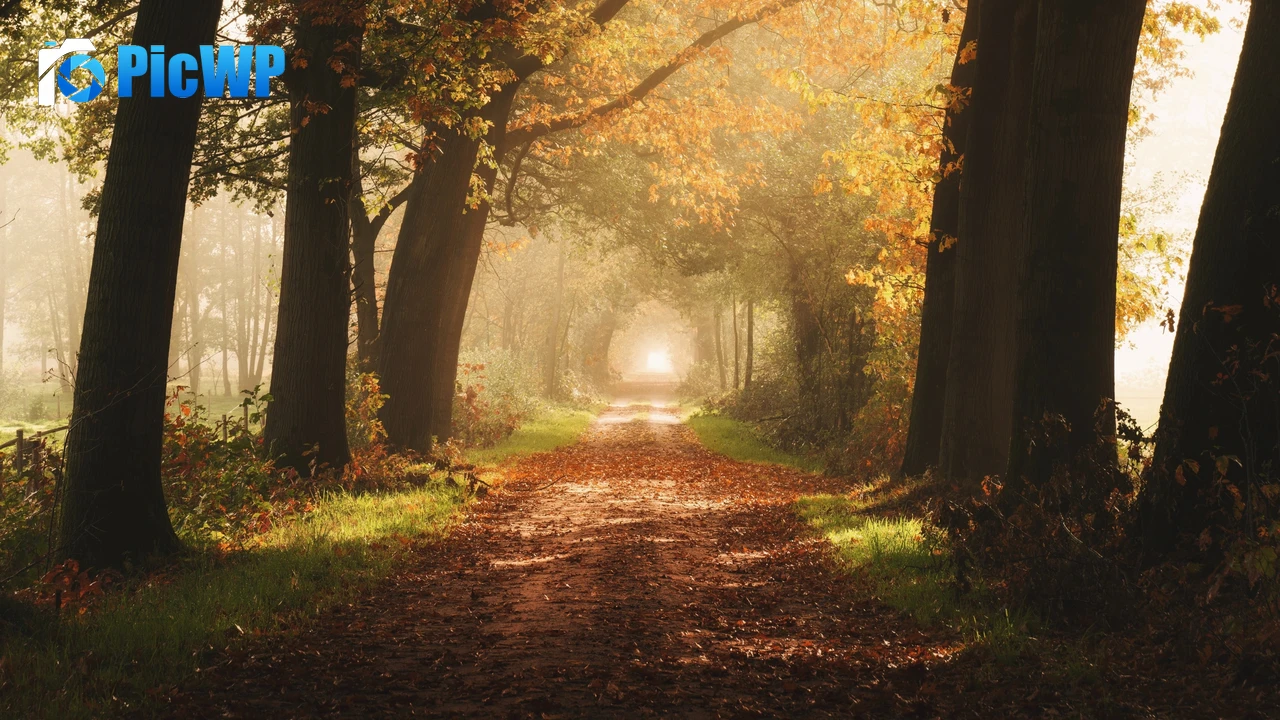 Autumn Foggy 4K PC Wallpaper