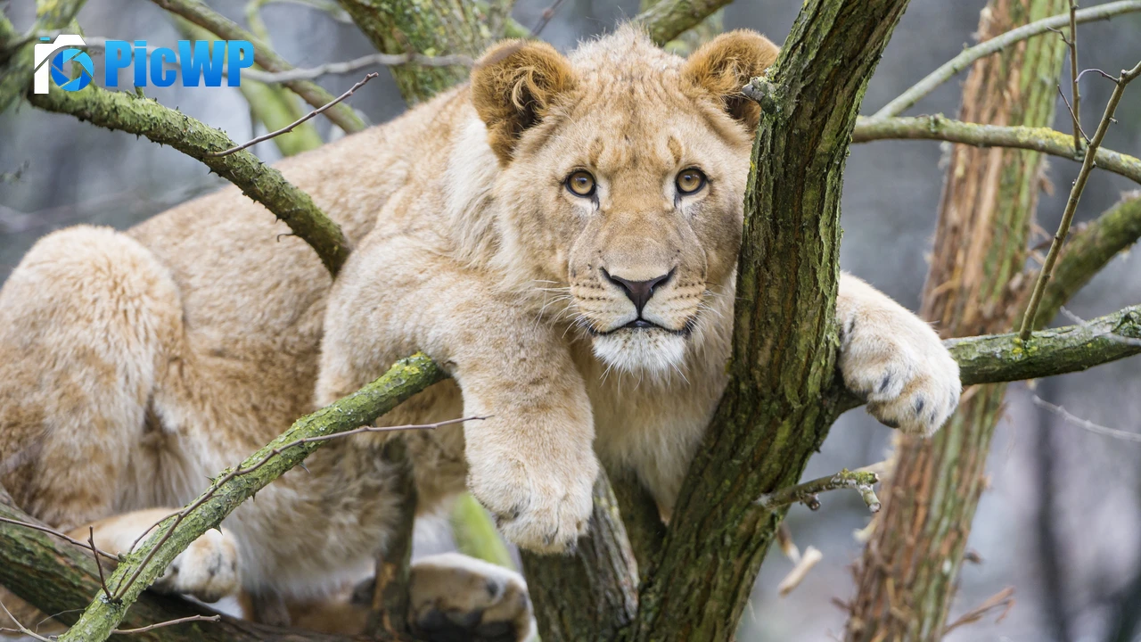 Young Lioness Cub 4K PC Wallpaper