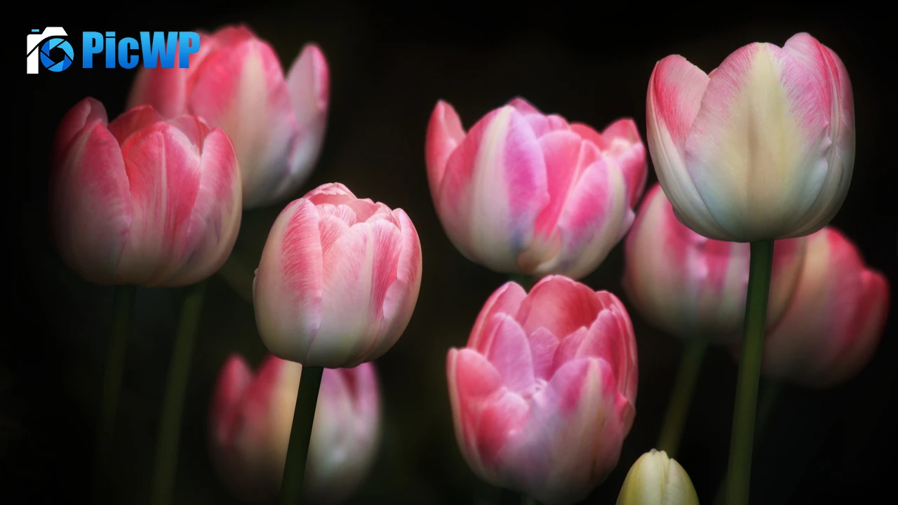 Tulips Pink flowers 4K PC Wallpaper
