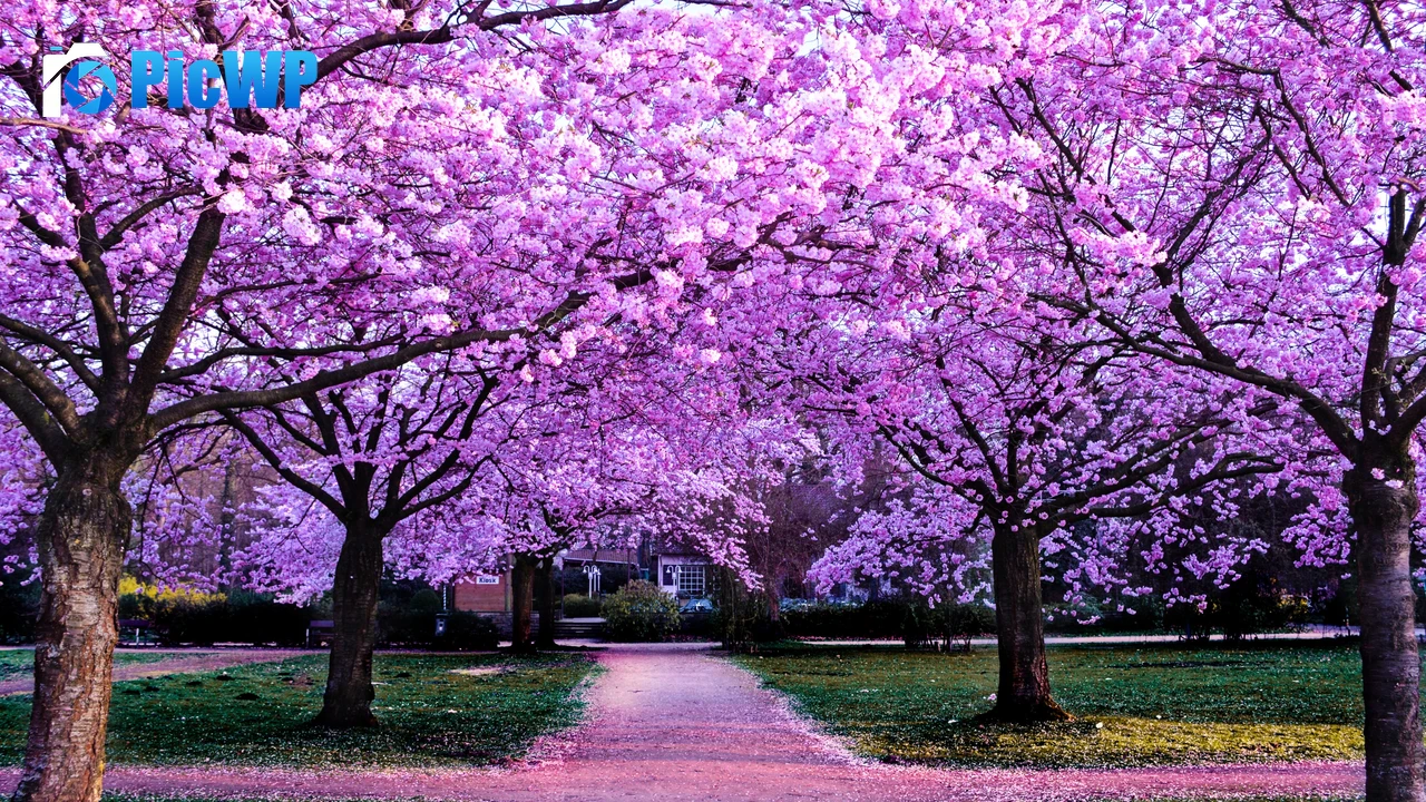 Cherry Blossom Trees Purple Flowers 4K PC Wallpaper