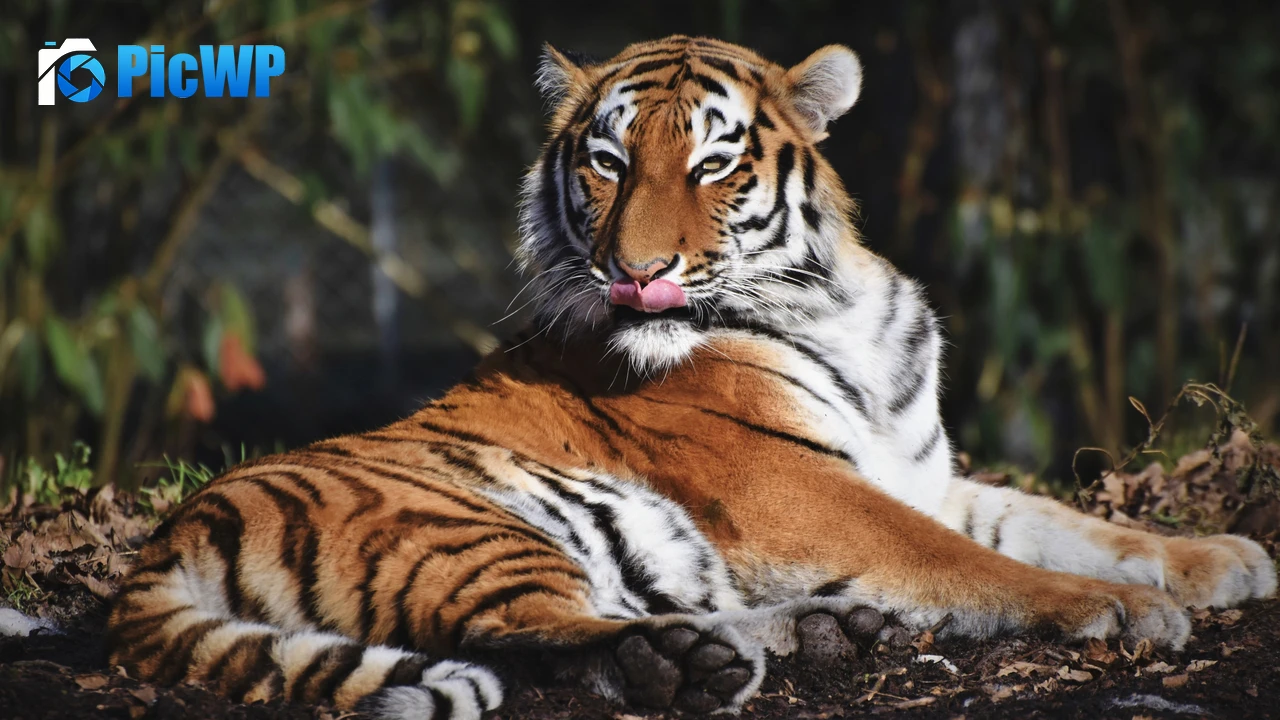 Siberian tiger Predator 4K PC Wallpaper