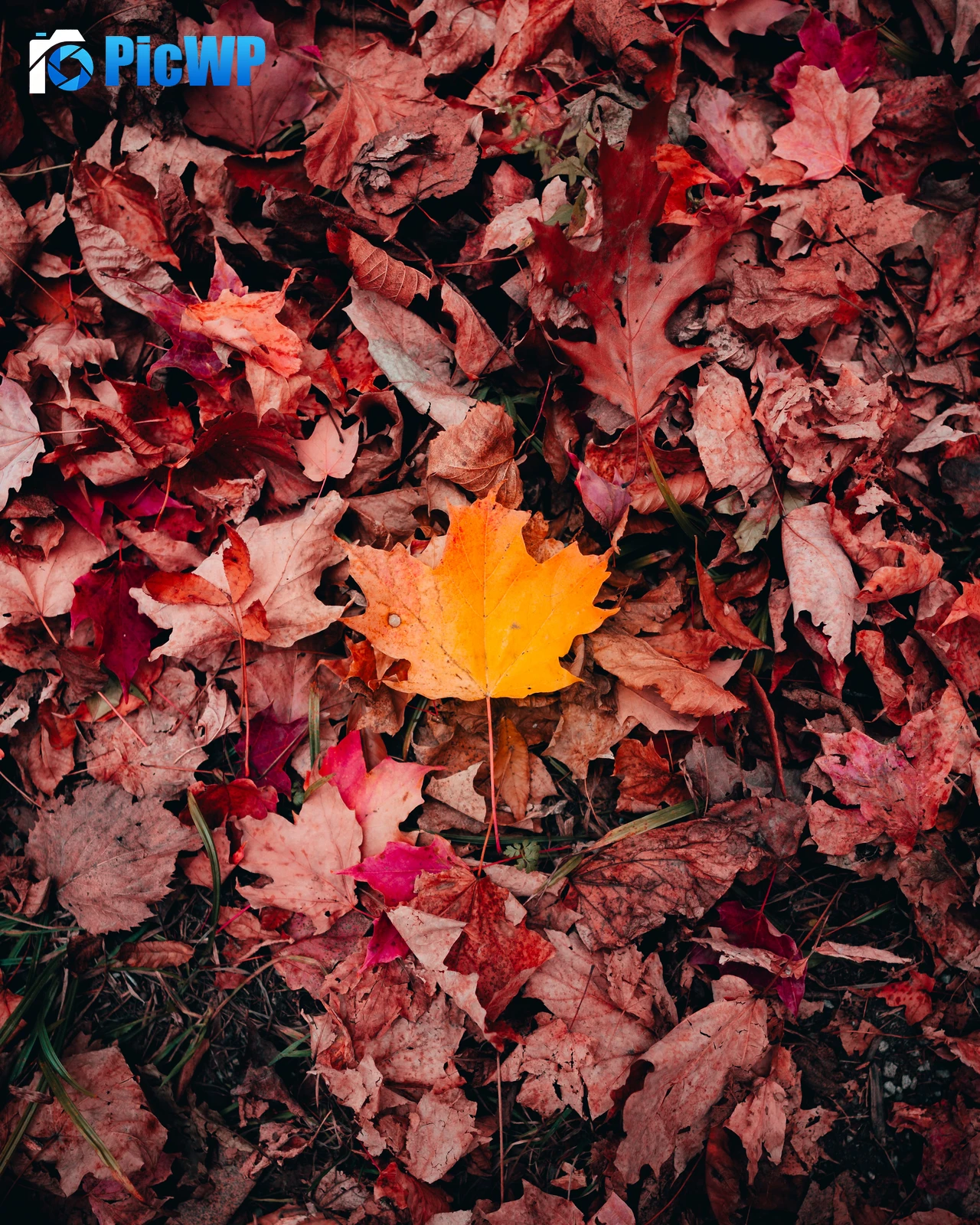 Maple leaves Autumn 5K Mobile Wallpaper