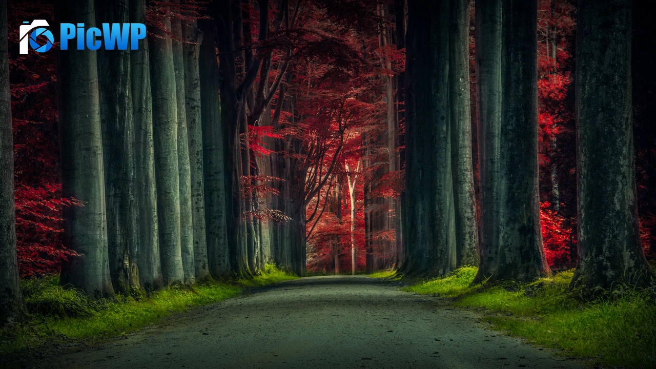 Forest Road Trees 4K PC Wallpaper