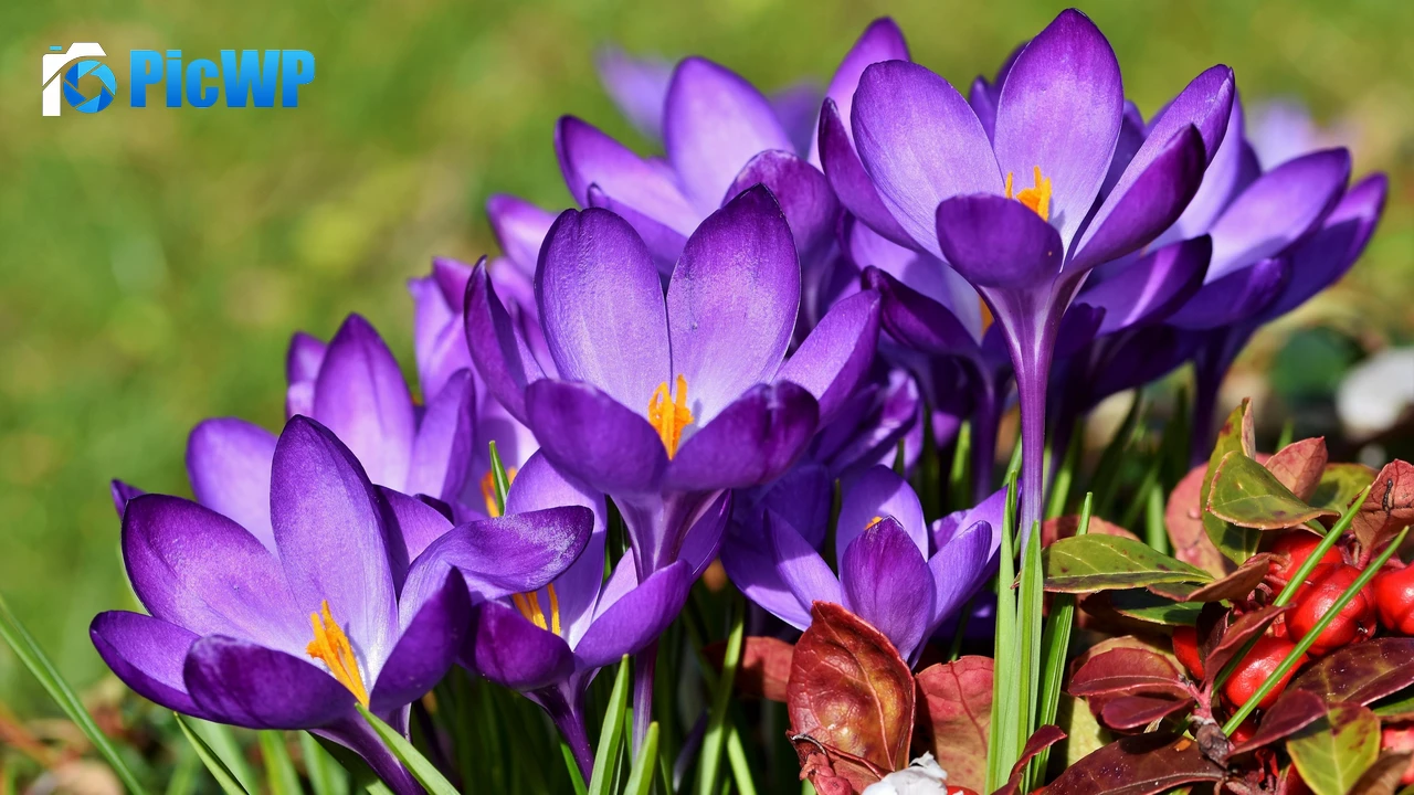 Crocus flowers Violet flowers 4K PC Wallpaper