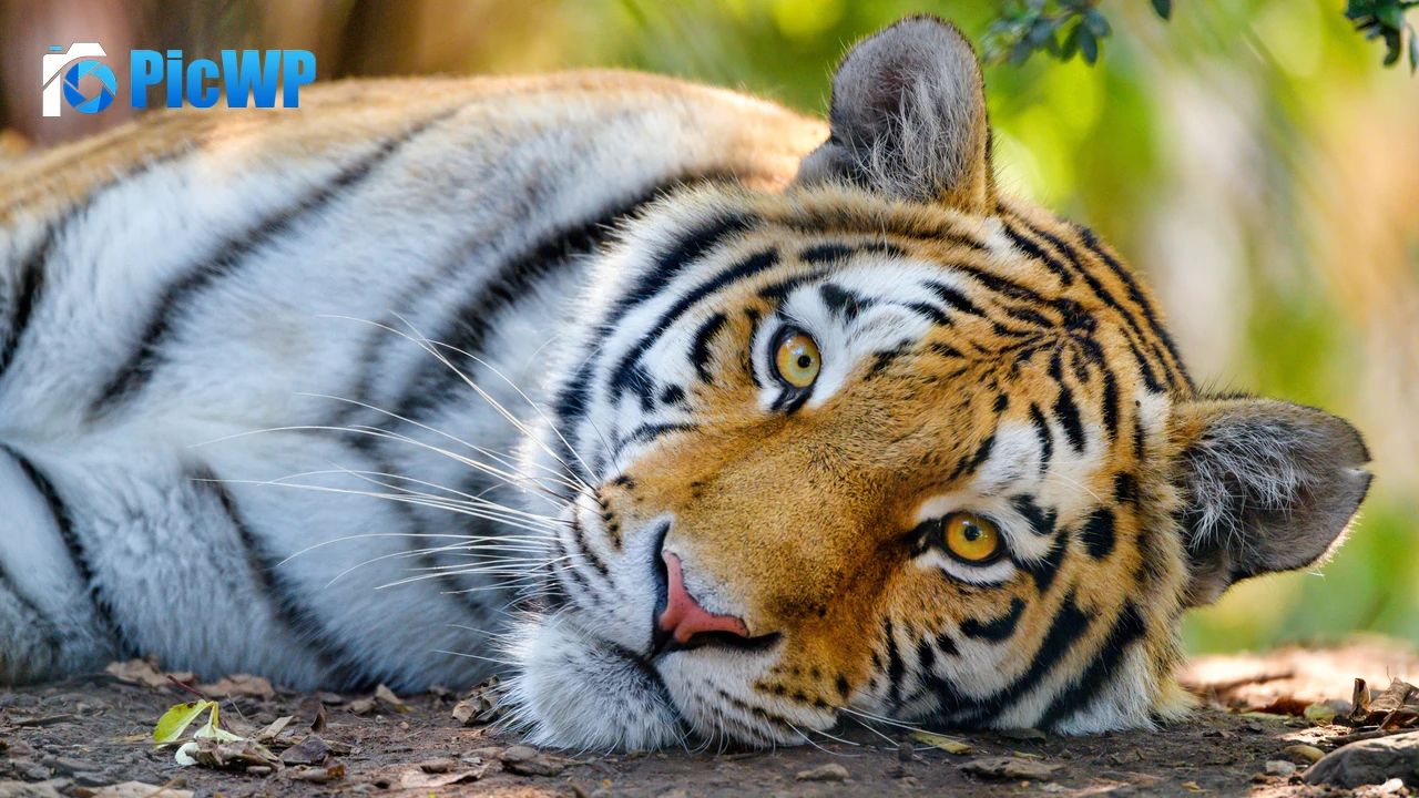Bengal Tiger Wild 4K PC Wallpaper
