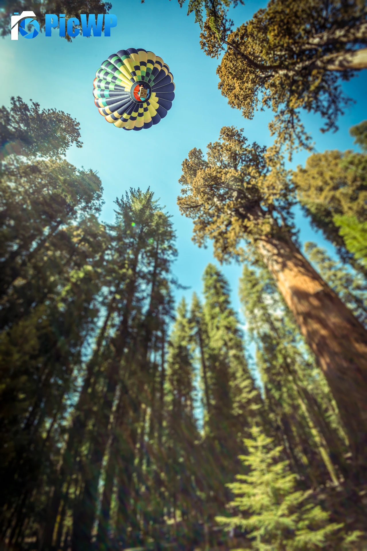 Hot air balloon Sequoia National Park 6K Mobile Wallpaper