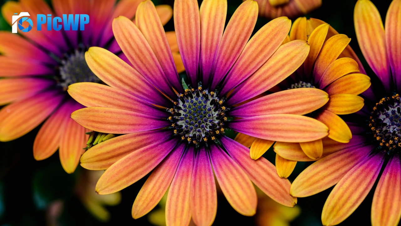 Daisy flowers Colorful flowers 4K PC Wallpaper