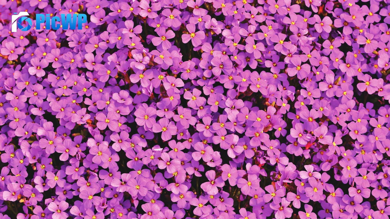 Aubrieta Flowers Beautiful 4K PC Wallpaper