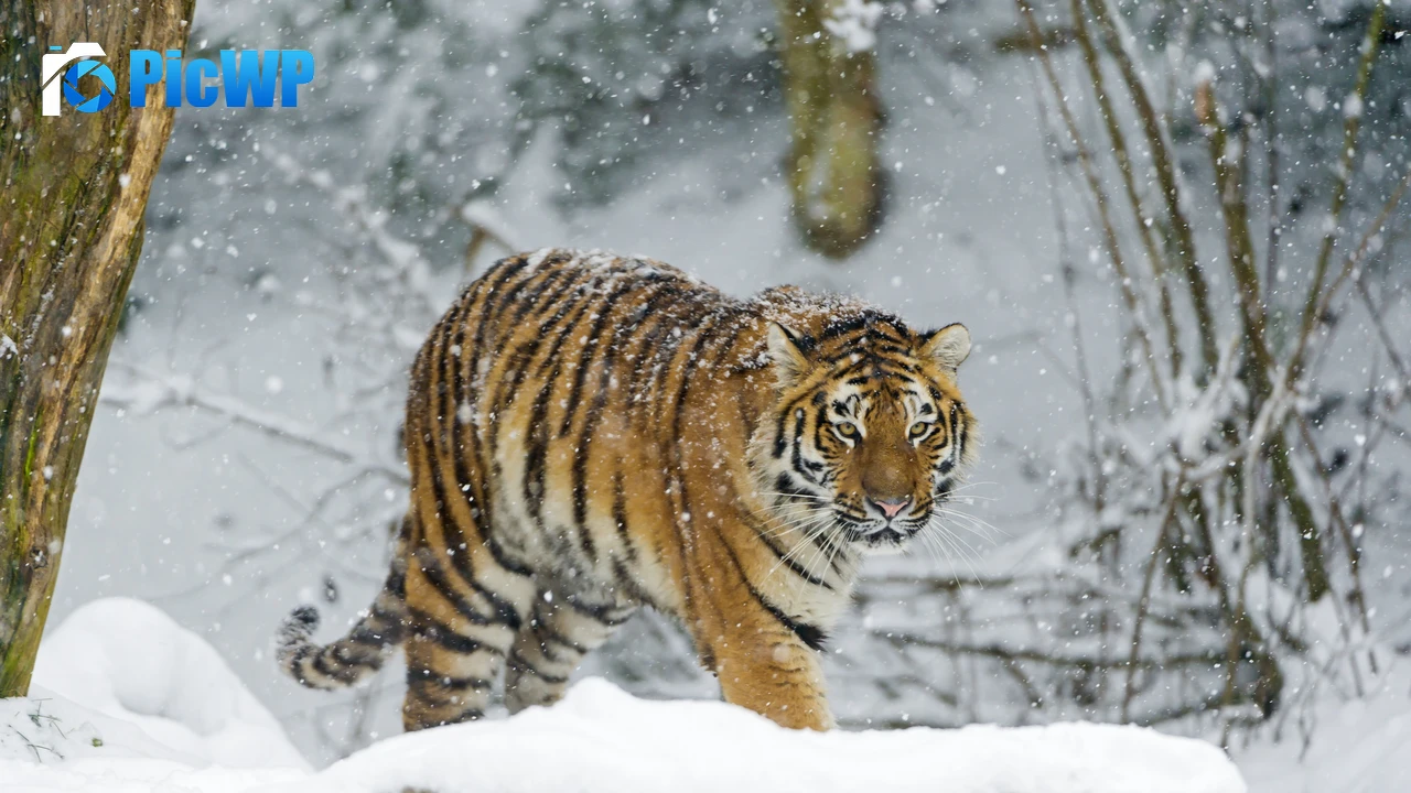Siberian tiger Snowfall 4K PC Wallpaper