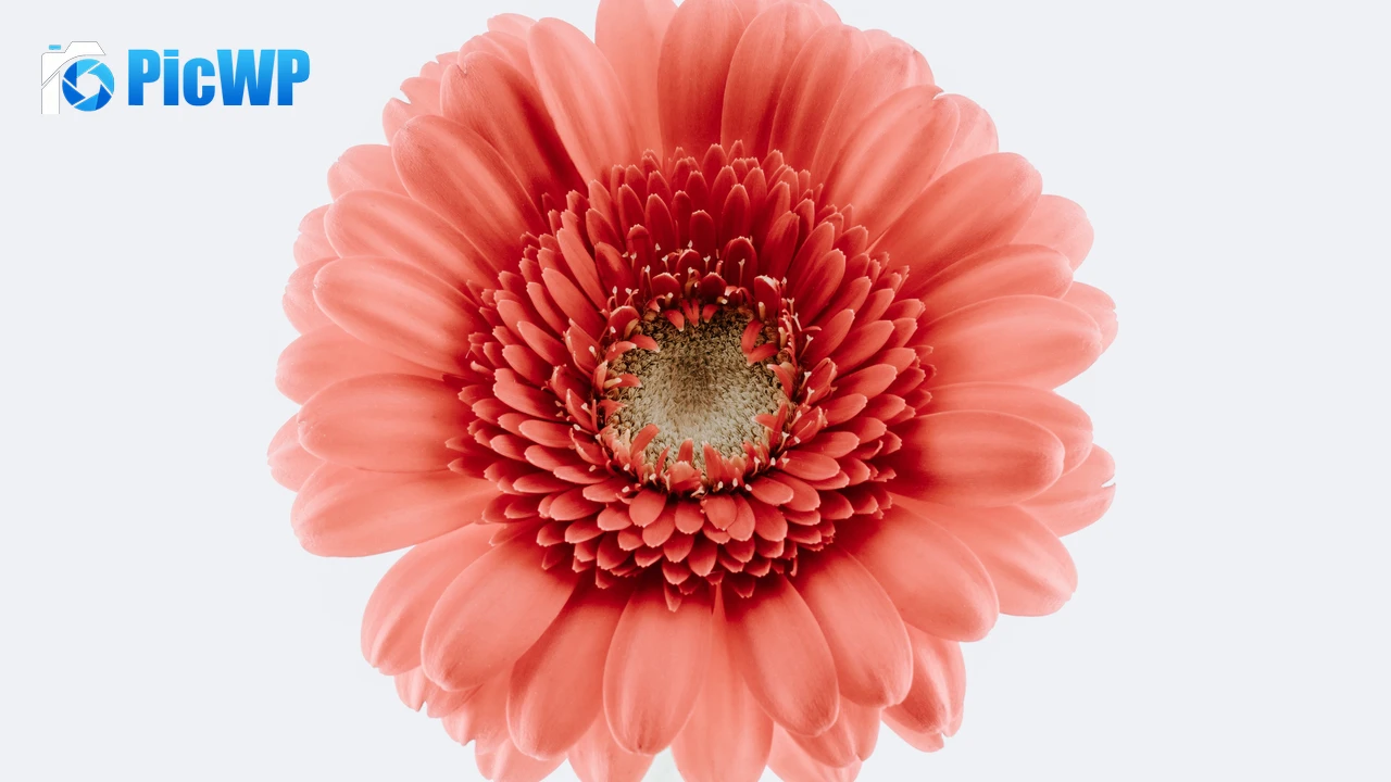 Gerbera Daisy Bloom 4K PC Wallpaper