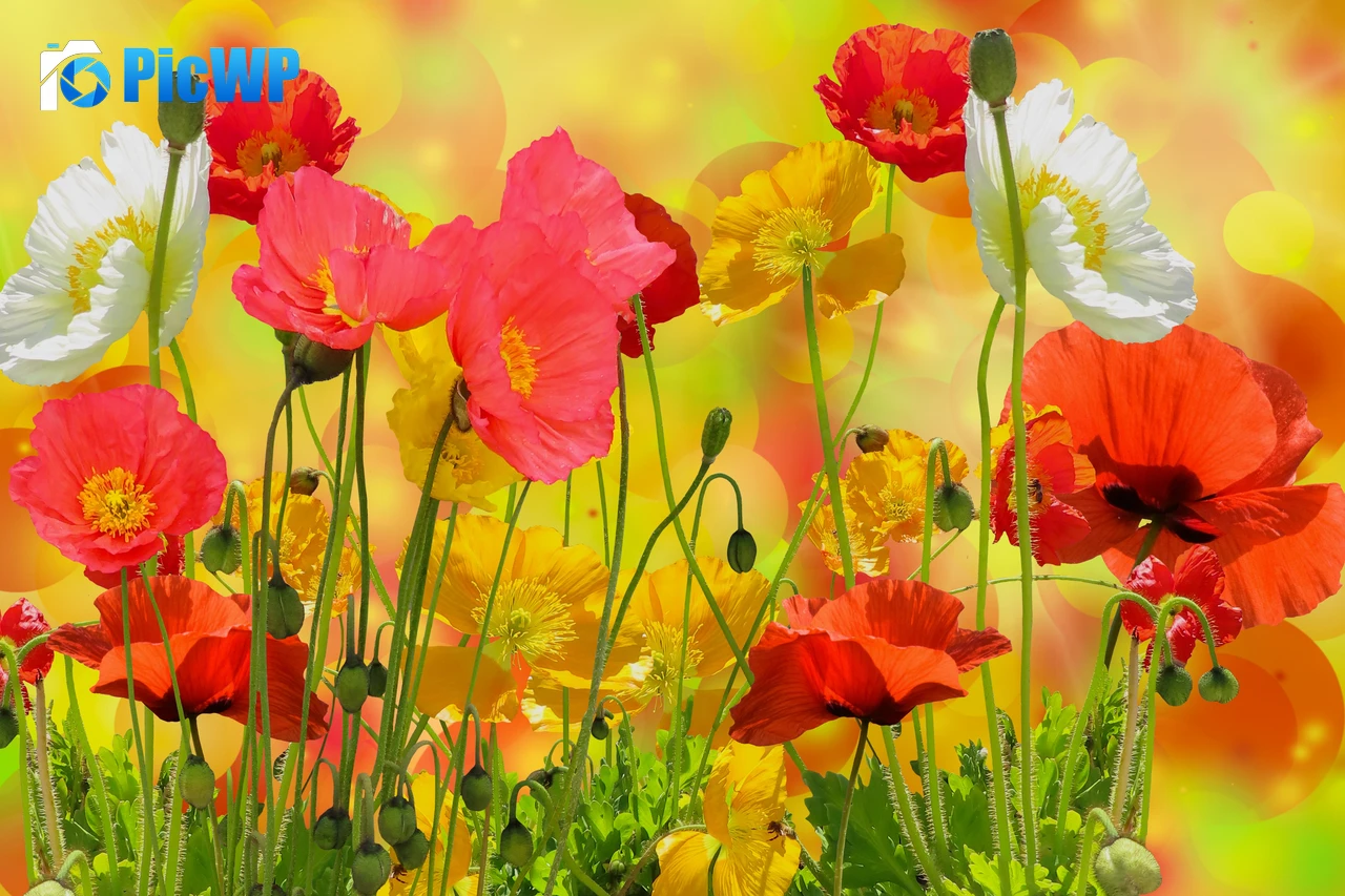 Poppy flowers Colorful 4K PC Wallpaper