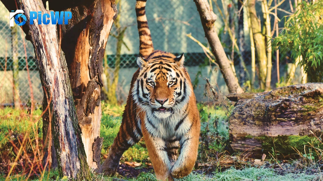 Siberian tiger Walking 4K PC Wallpaper