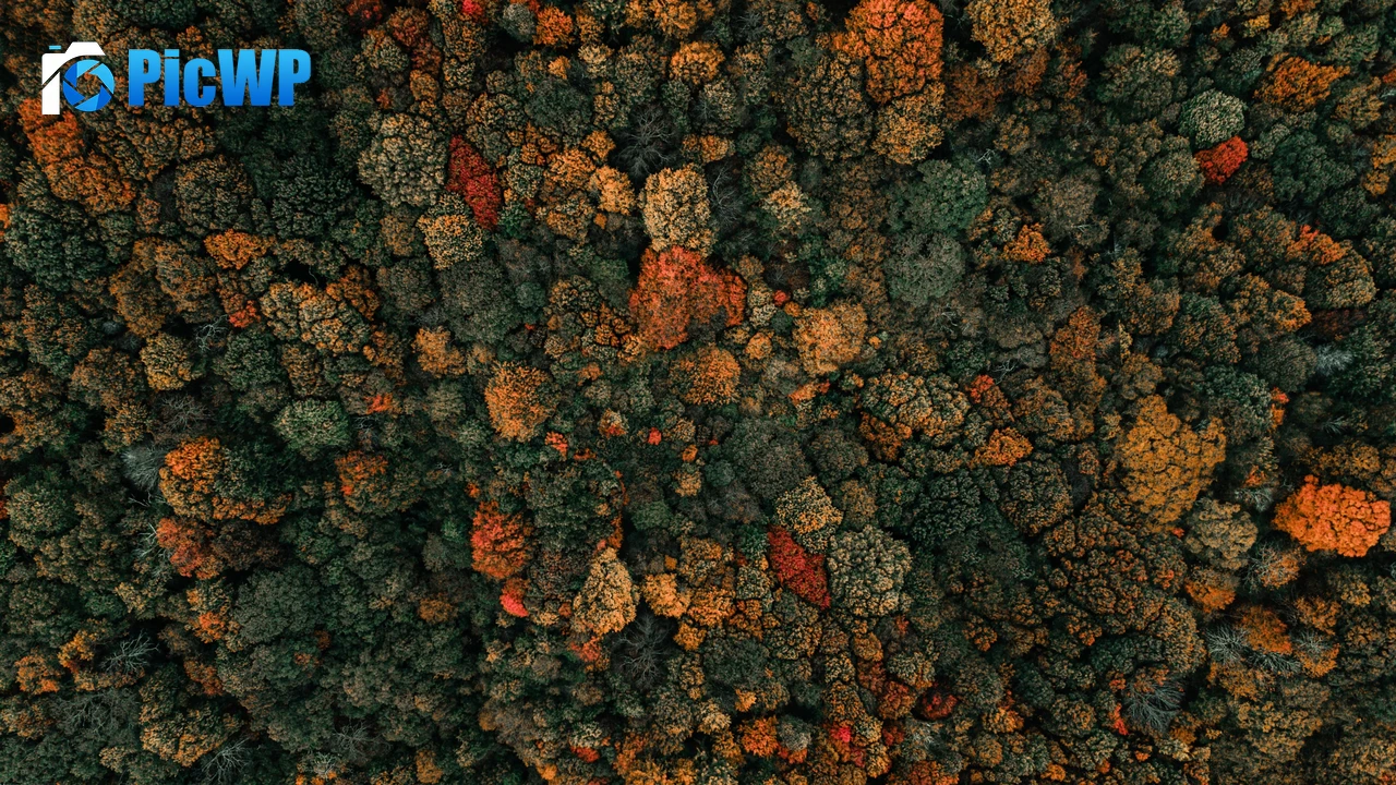 Autumn trees Drone photo 4K PC Wallpaper