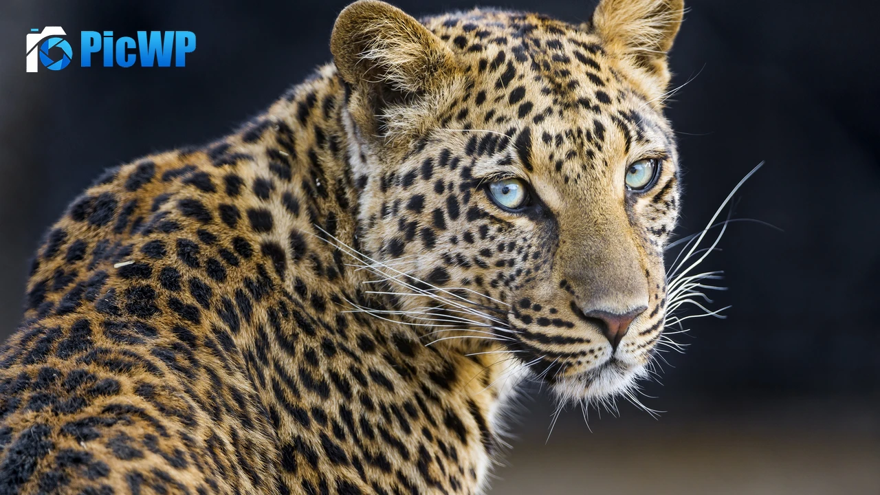 Leopardess Jaguar 4K PC Wallpaper