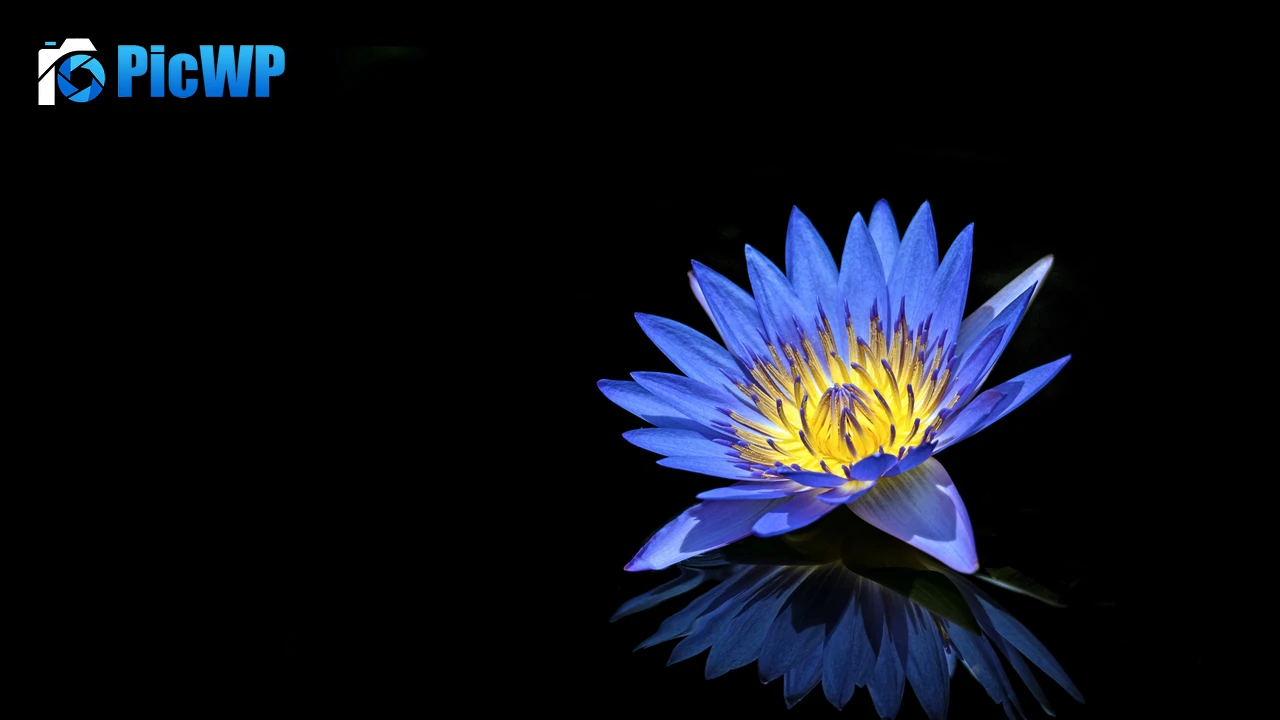 Water Lily Blue flower 4K PC Wallpaper