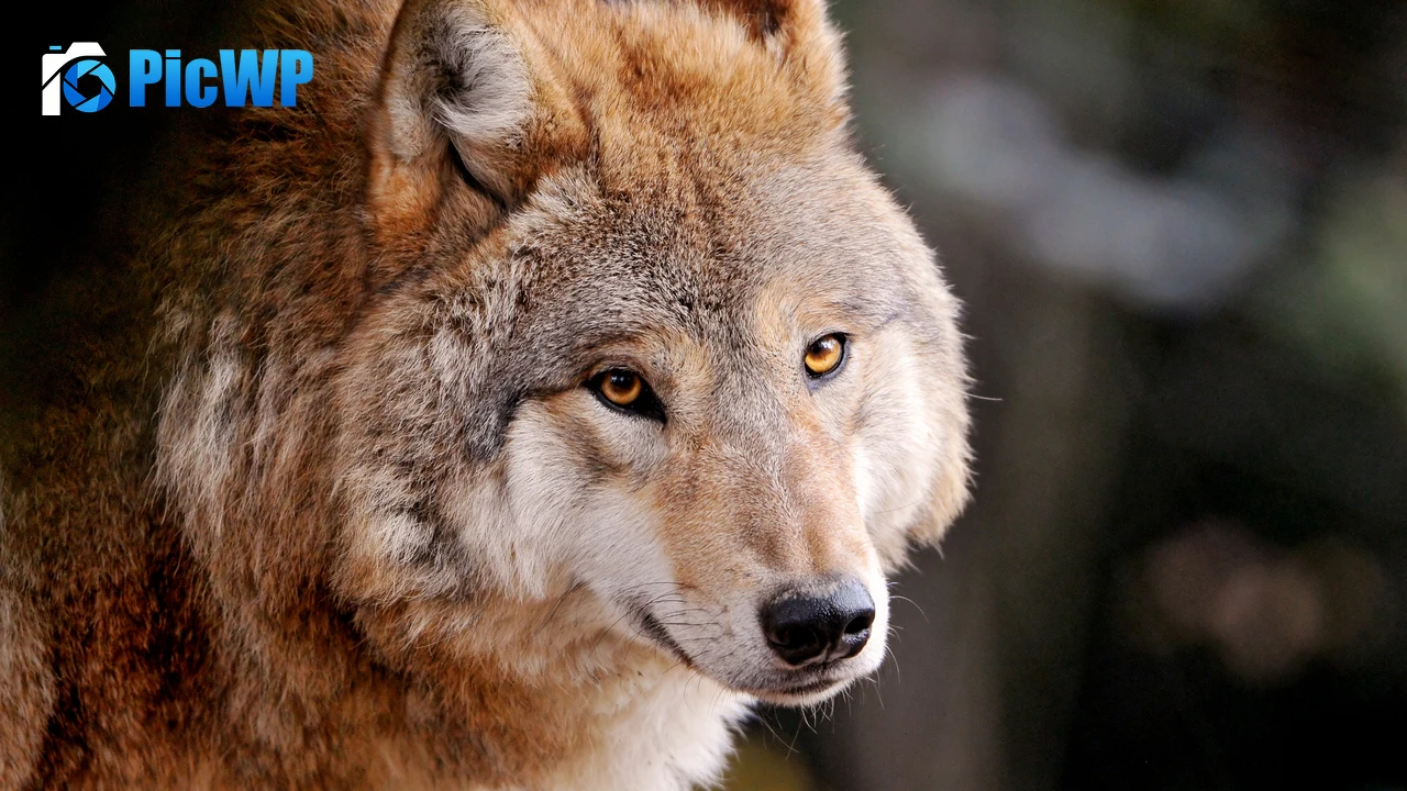 Wolf Wild animal 4K PC Wallpaper