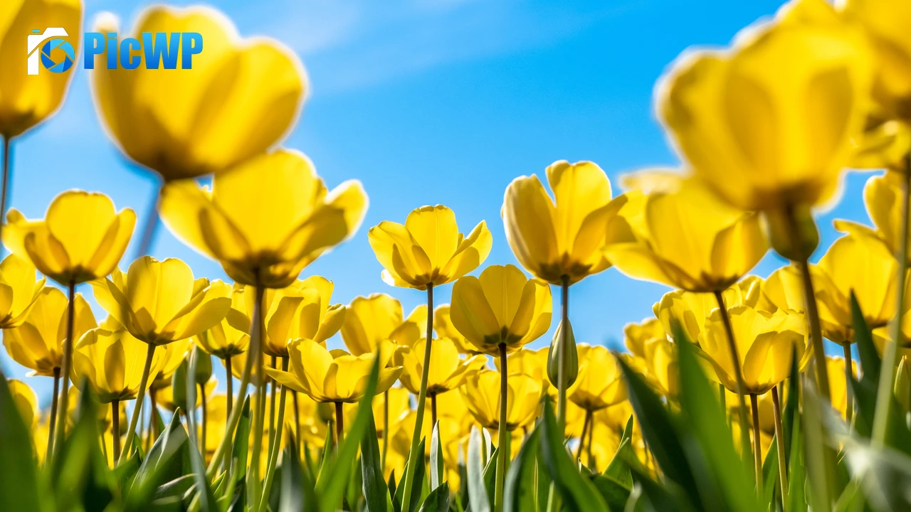 Tulips Yellow flowers 4K PC Wallpaper