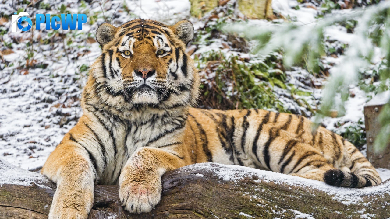 Siberian tiger Snow 4K PC Wallpaper