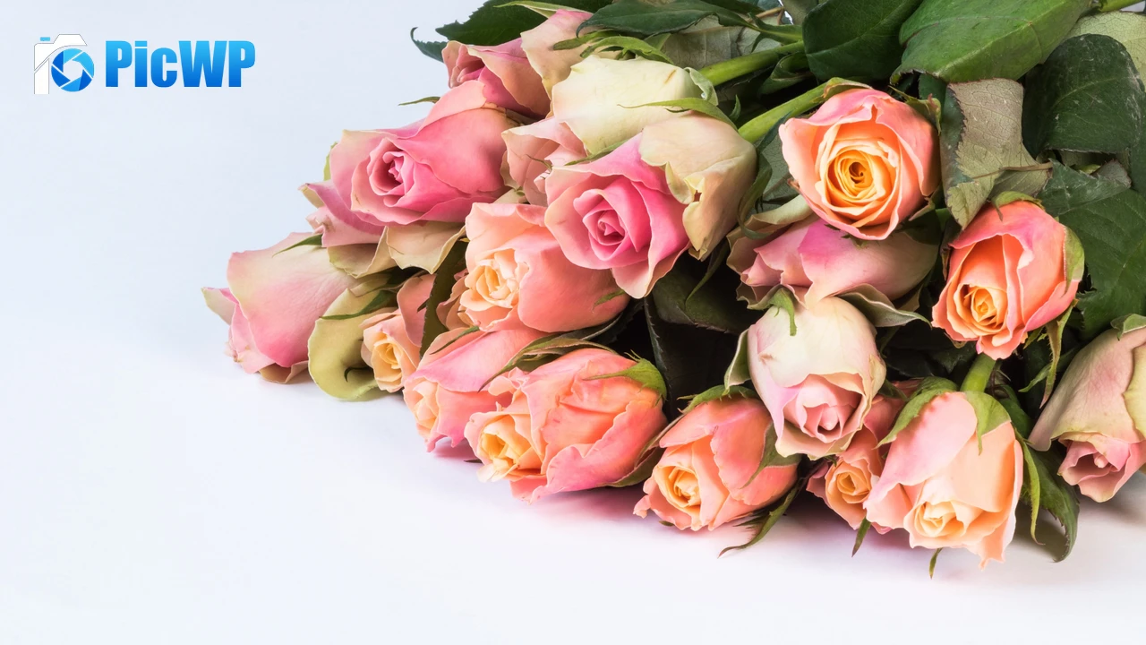 Pink Roses Green leaves 4K PC Wallpaper