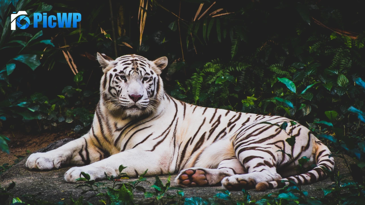 White tiger Forest 4K PC Wallpaper