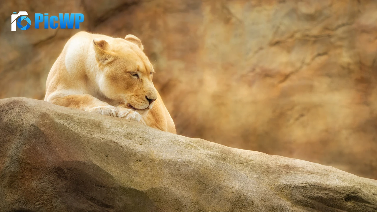 Lioness Paradise Wildlife Park 4K PC Wallpaper