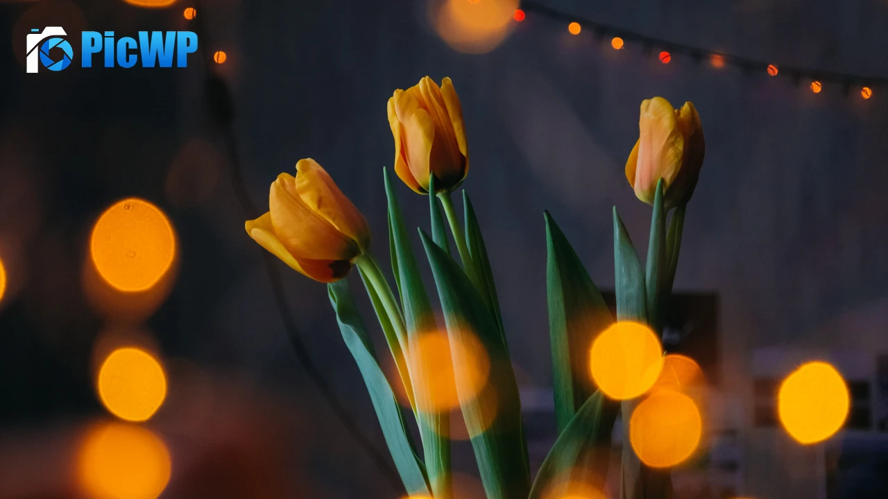 Yellow tulips Bokeh 4K PC Wallpaper