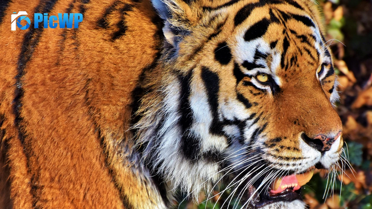 Tiger face Predator 4K PC Wallpaper