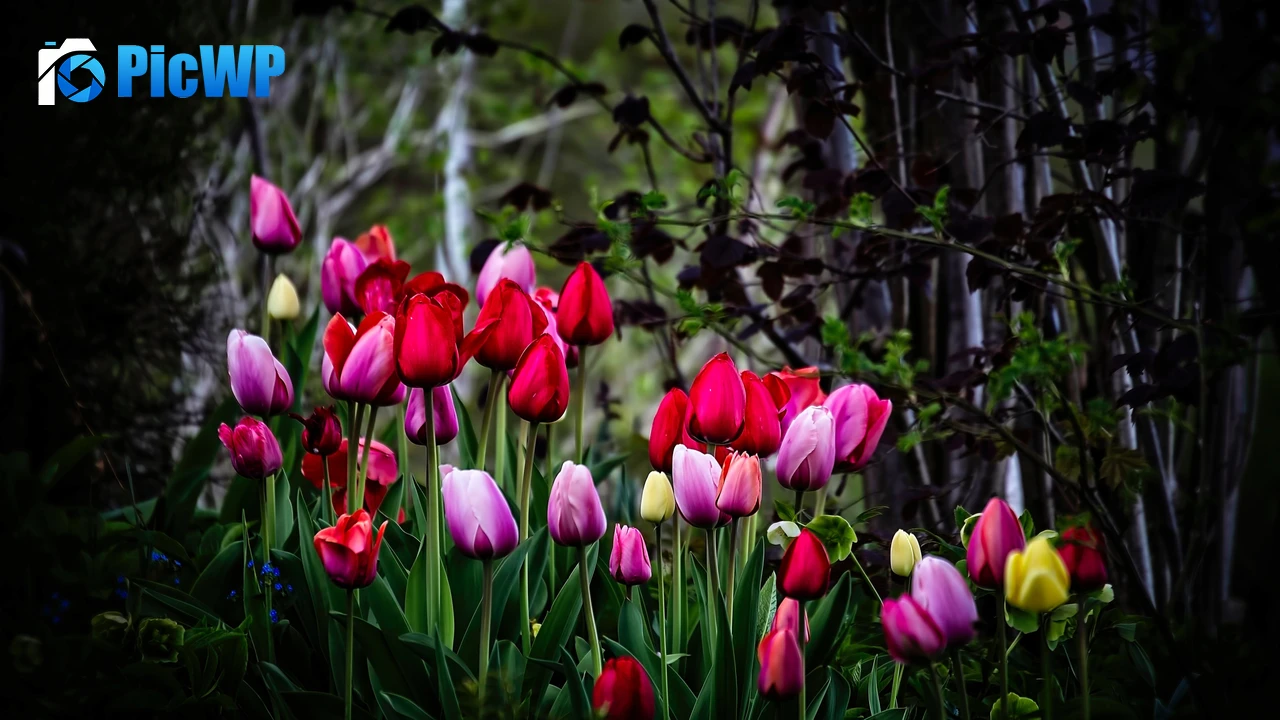 Tulip flowers Multicolor 4K PC Wallpaper