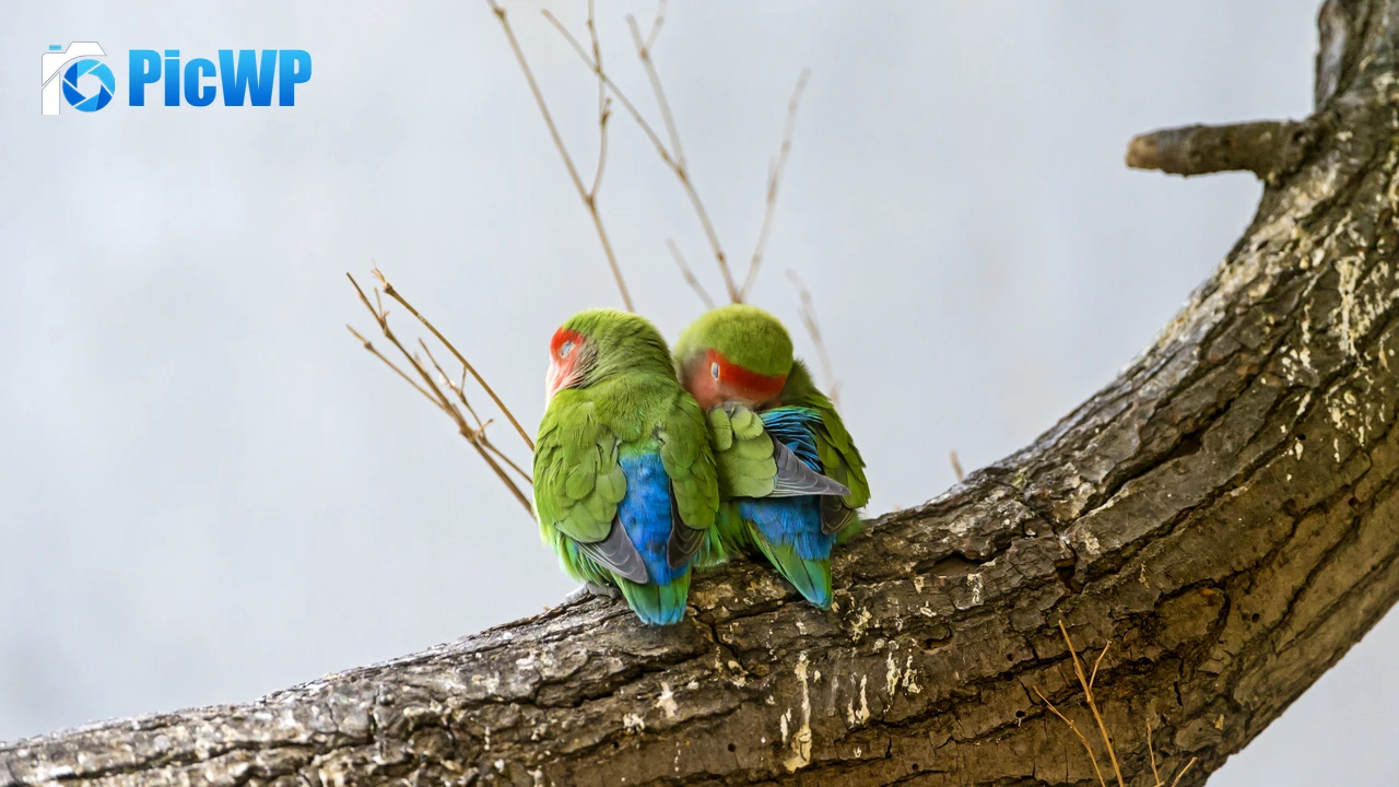 Rosy Faced Lovebirds Peach Faced Lovebirds 4K PC Wallpaper