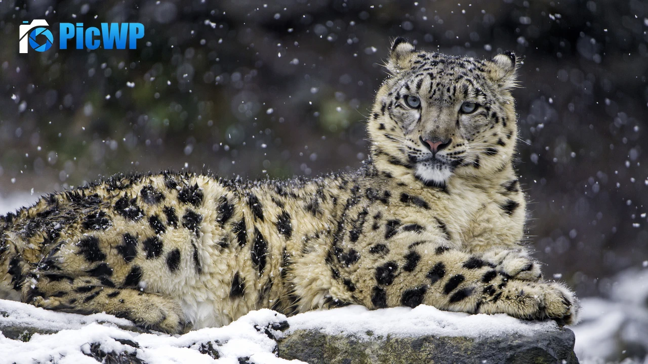 Snow leopard Winter 4K PC Wallpaper
