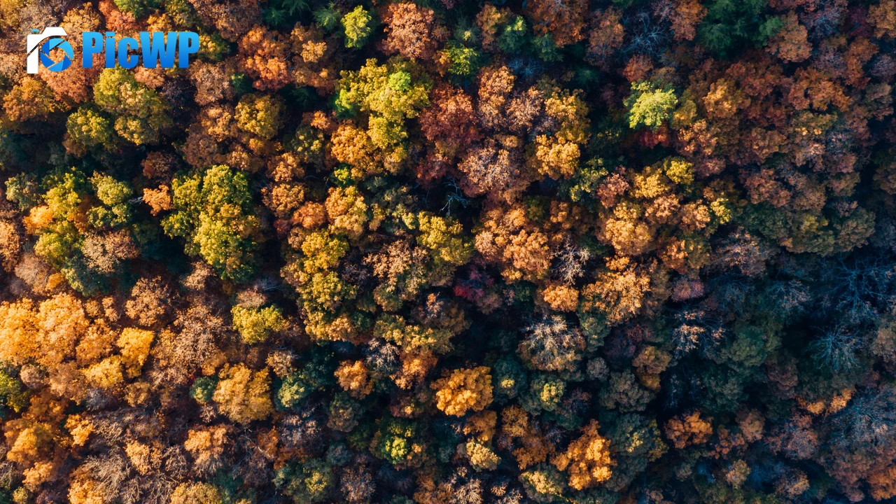 Autumn Forest Aerial view 4K PC Wallpaper