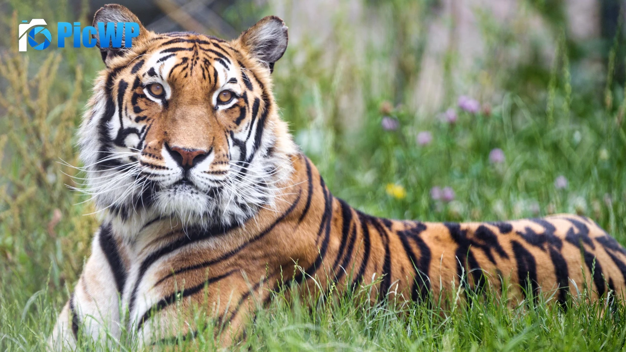 Bengal Tiger 4K PC Wallpaper